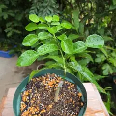 コブミカンの接木苗のサムネイル