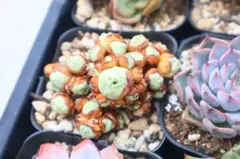2026年最新】観葉植物 アエオニウムの人気アイテム - メルカリ