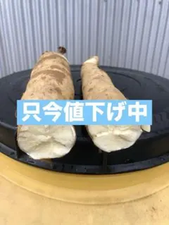 2026年最新】キャッサバの人気アイテム - メルカリ