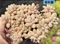 しろすずめ様 リクエスト 3点 まとめ商品