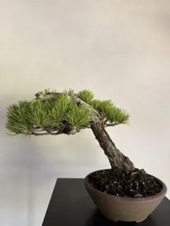 五葉松　盆栽　小品　神舎利　古木 五葉松 盆栽 小品 神舎利 古木 - メルカリ