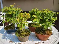 送料込☆山もみじ盆栽②☆根上がり☆風景盆栽☆父の日の贈り物にも