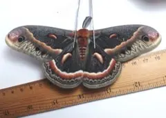 2026年最新】標本 ヤママユの人気アイテム - メルカリ