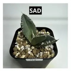 2025年最新】南アフリカダイヤモンドSADの人気アイテム - メルカリ