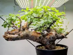 【鬼コレクション株】コミフォラ カタフ ピュア コミフォラ カタフ ピュア［No.01］ × 杉山悠 作 φ9cm 植木鉢