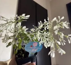 Yui chan ╰(*´︶`*)╯♡様 リクエスト 2点 まとめ商品