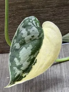 2026年最新】スキンダプサス マヤリの人気アイテム - メルカリ