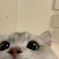 qlz様