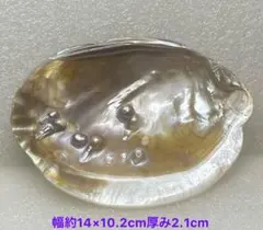 シェルプレート(イケチョウガイ)1枚　浄化用トレイ