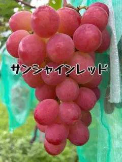 ⚠️クール便 特大サンシャインレッド - メルカリ