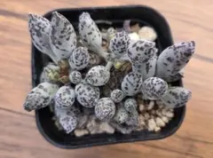 めーちゃん様 リクエスト 2点 まとめ商品