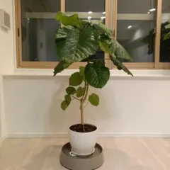 引渡し限定!!!大型(205cm)観葉植物 オーガスタ 新芽3つ 引渡し限定!!!大型(205cm)観葉植物 オーガスタ 新芽3つ - メルカリ