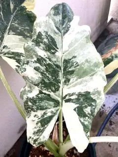 2025年最新】アロカシアの人気アイテム - メルカリ