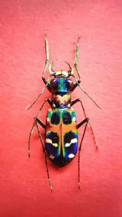 昆虫標本 クワガタ カミキリ ハンミョウ テントウムシ ゾウムシ 等 昆虫標本 クワガタ カミキリ ハンミョウ テントウムシ ゾウムシ 等