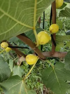 sugar fig イチジク いちじく 穂木 苗 sugar fig イチジク いちじく 穂木 苗 いちじく｜ポット苗