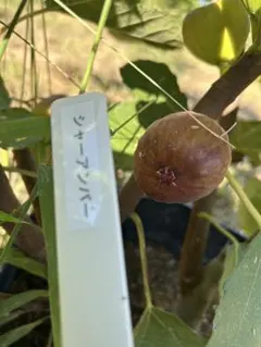 にゃんこもふもふ様 リクエスト 3点 まとめ商品