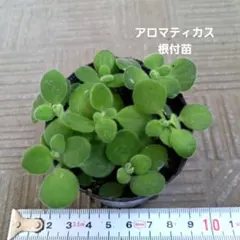 2026年最新】アロマティカス 苗の人気アイテム - メルカリ