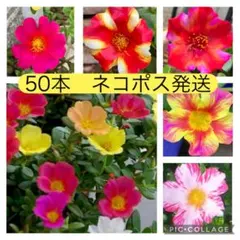 スージー様　専用です！