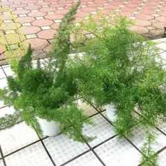 【現品】蒼角殿（ソウカクデン・ 翡翠の輝き・クライミングオニオン　6号　Z7番 現品】蒼角殿（ソウカクデン・ 翡翠の輝き・クライミングオニオン 6号
