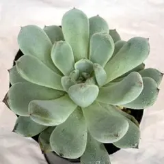 animal_no_niwa様 リクエスト 2点 まとめ商品