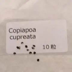 2026年最新】コピアポアの人気アイテム - メルカリ