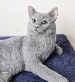 猫60⭐️ロシアンブルー 羊毛フェルト ネコ リアル猫 グレー 猫好き 置物のサムネイル