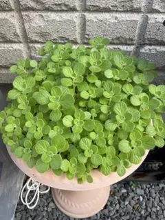 多肉植物　アロマティカス　10カット
