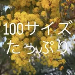 100サイズ　満開フレッシュミモザ　プルプレア　たっぷり！