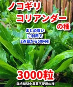 ベトナムノコギリコリアンダー ハーブ ノコギリコリアンダー☆抜き苗