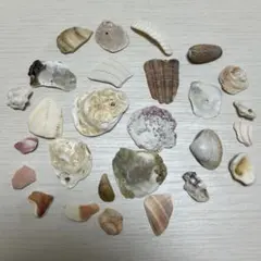 天然 貝殻セット