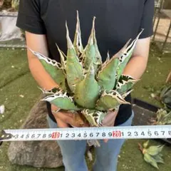 ク*郎様 アガベ チタノタ 海王 極上絶狂棘 鮮緑肌 超大株 優良血統 720 アガベ チタノタ 海王 極上絶狂棘 鮮緑肌 超大株 優良血統 - メルカリ