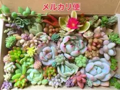 多肉植物 カット苗詰め合わせ 寄せ植えセット 《No.168》エケベリア多肉弁当