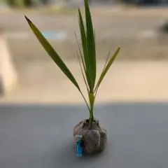 ナツメヤシ　３年生のサムネイル