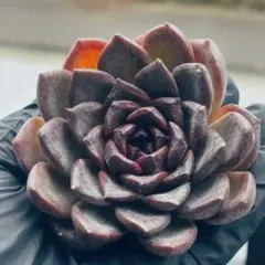 もも様 リクエスト 2点 まとめ商品