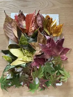 紅葉　多様な落ち葉セット