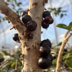 2026年最新】ジャボチカバの人気アイテム - メルカリ