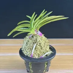 富貴蘭 京美人達磨 花付き 1本子付き - メルカリ
