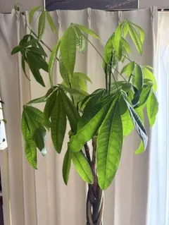 パキラ 観葉植物 108センチ大株 新芽展開中 プラ鉢 - メルカリ