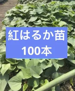 はるか 3年生 苗木 7号ポット入り 花芽たくさん付いてます♬.*゜ はるか 3年生 苗木 7号ポット入り 花芽たくさん付いてます♬.*゜