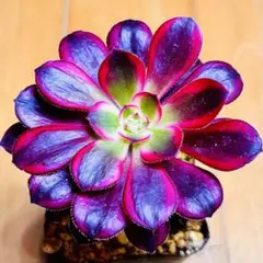 多肉植物 ⭐️アエオニウム シャネル⭐️韓国苗育成 抜き苗 d61 - メルカリ