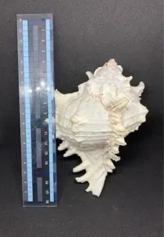 天然貝殻　2個セットのサムネイル