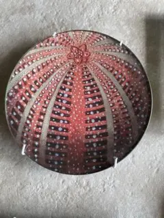 レア廃盤 The Sea Urchins Stardust CDアルバム 輸入盤 レア廃盤 The