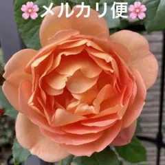 バラ苗　大苗　☆メルカリ便でお届け☆ 2026年最新】薔薇 大苗の人気アイテム - メルカリ