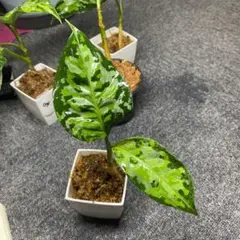 2025年最新】アンダマン アグラオネマの人気アイテム - メルカリ