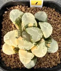 2026年最新】万象錦の人気アイテム - メルカリ