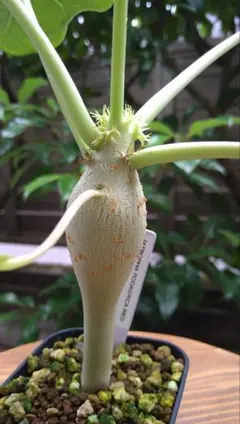 2025年最新】ヤトロファ・ポダグリカの人気アイテム - メルカリ