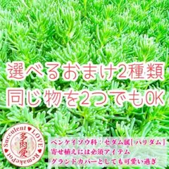 セダム属 パリダム 50カット❣️ 選べるおまけ付き 2種類❣️ お得ですよ❣️