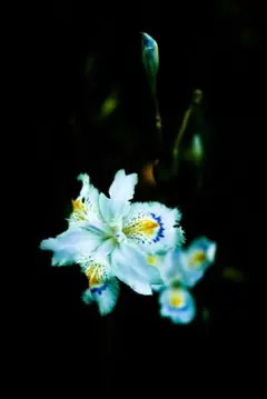 Item thumbnail for item 1d3c5aba-d6a8-4346-a952-dcb968b37d83