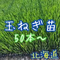 2026年最新】玉ねぎ苗 50本の人気アイテム - メルカリ