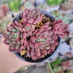 NEW‼️【1苗 カット】多肉「ピンクルルビー」寄せ植えにめちゃ可愛い